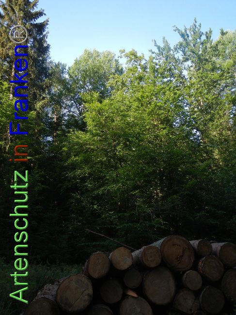 © Artenschutz in Franken® Bild zum Eintrag (1070368-160)