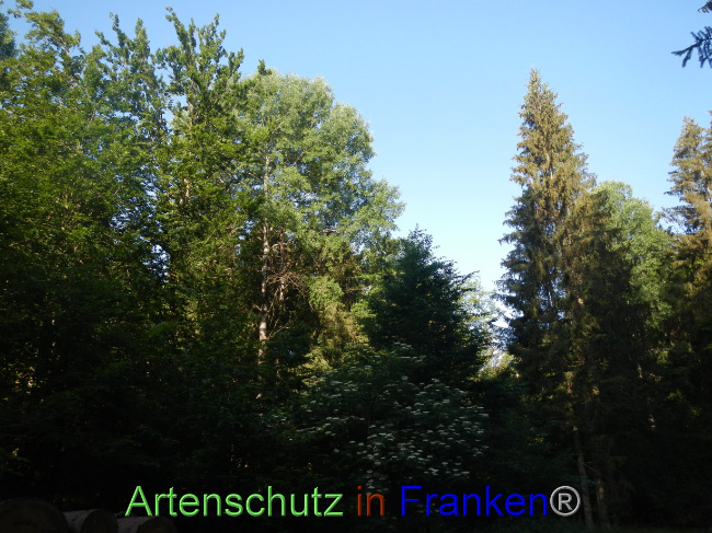 © Artenschutz in Franken® Bild zum Eintrag (1070369-160)