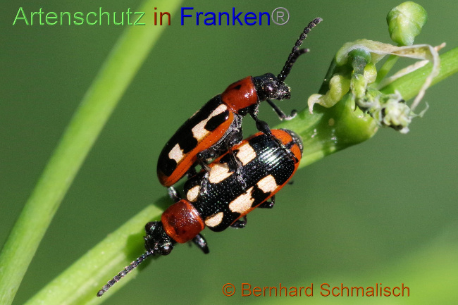 © Artenschutz in Franken® / Bernhard Schmalisch Bild zum Eintrag (1070425-160)
