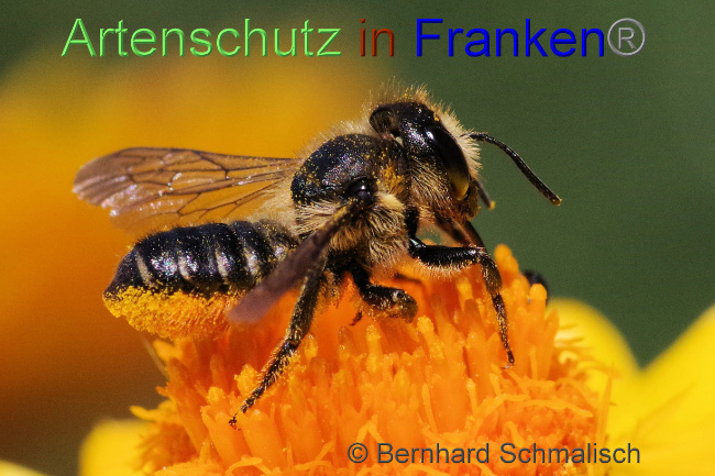 © Artenschutz in Franken® / Bernhard Schmalisch Bild zum Eintrag (1070441-160)