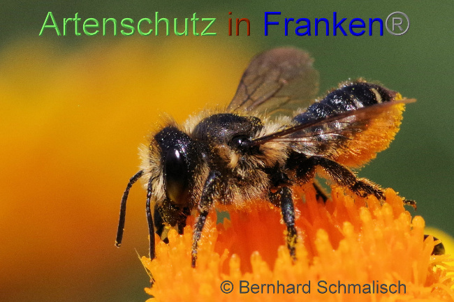 © Artenschutz in Franken® / Bernhard Schmalisch Bild zum Eintrag (1070442-160)
