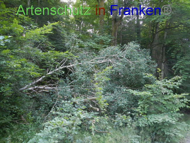 © Artenschutz in Franken® Bild zum Eintrag (1070509-160)