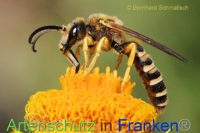 © Artenschutz in Franken® / Bernhard Schmalisch Bild zum Eintrag (1070801-160)