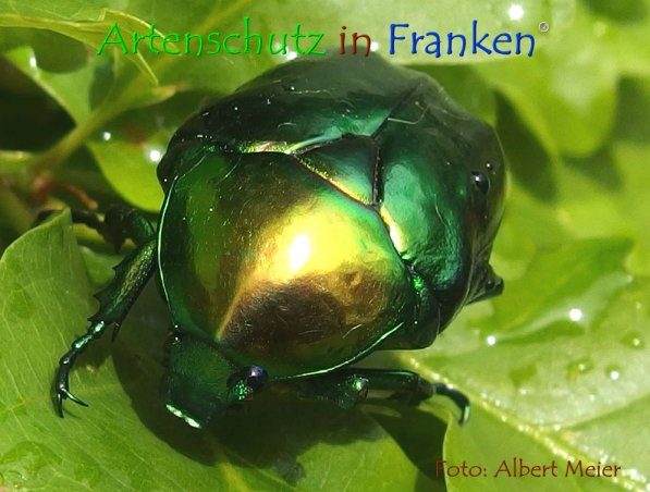 Copyright AiF - Albert Meier Bild zum Eintrag (1070884-160)