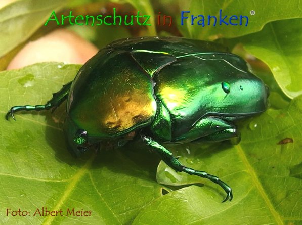 Copyright AiF - Albert Meier Bild zum Eintrag (1070885-160)