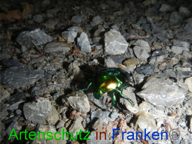 © Artenschutz in Franken® / Köhler Bild zum Eintrag (1070891-160)