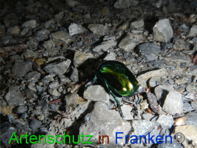 © Artenschutz in Franken® / Köhler Bild zum Eintrag (1070892-160)