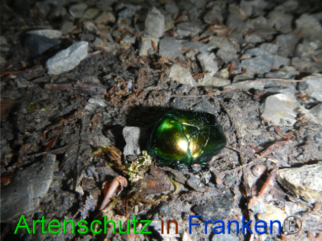 © Artenschutz in Franken® / Köhler Bild zum Eintrag (1070893-160)