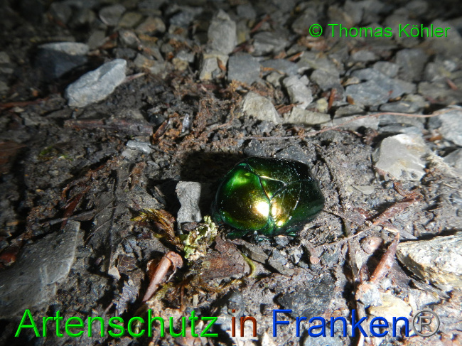 © Artenschutz in Franken® / Thomas Köhler Bild zum Eintrag (1070904-160)