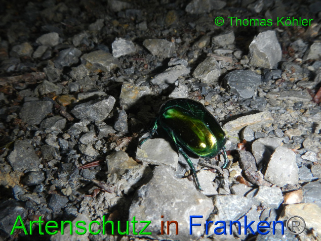 © Artenschutz in Franken® / Thomas Köhler Bild zum Eintrag (1070905-160)