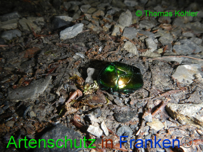 © Artenschutz in Franken® / Thomas Köhler Bild zum Eintrag (1070906-160)