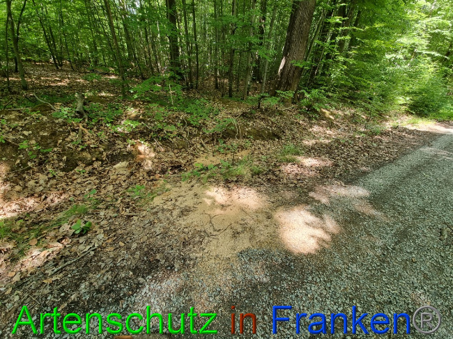 © Artenschutz in Franken® Bild zum Eintrag (1070918-160)