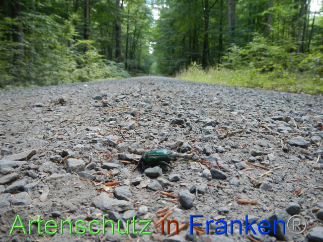 © Artenschutz in Franken® / Köhler Bild zum Eintrag (1070965-160)
