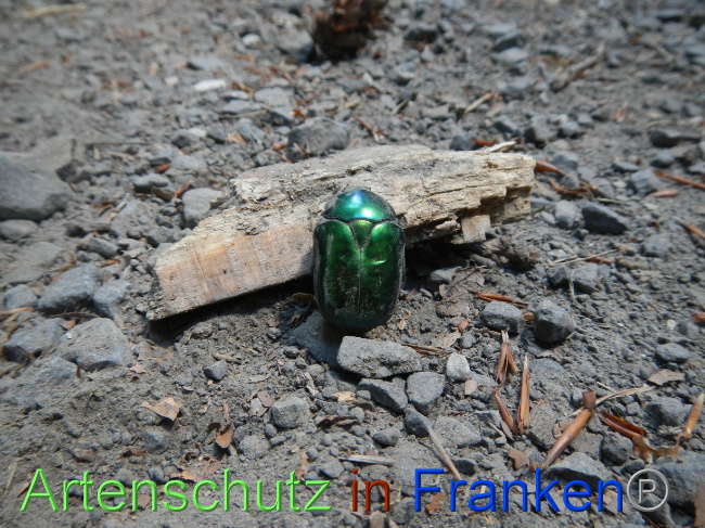 © Artenschutz in Franken® / Köhler Bild zum Eintrag (1070966-160)