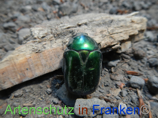 © Artenschutz in Franken® / Köhler Bild zum Eintrag (1070967-160)