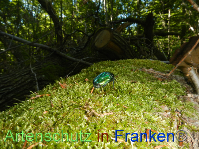 © Artenschutz in Franken® Bild zum Eintrag (1071268-160)
