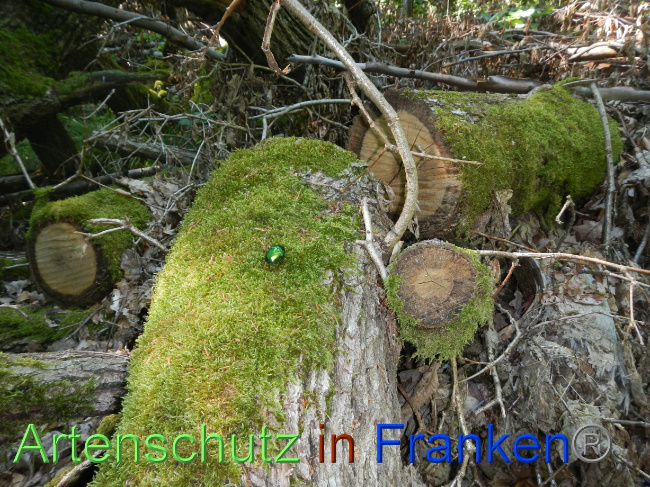 © Artenschutz in Franken® Bild zum Eintrag (1071269-160)