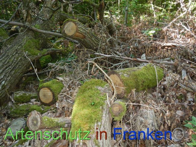 © Artenschutz in Franken® Bild zum Eintrag (1071270-160)