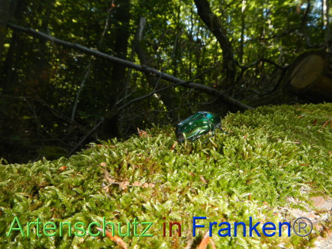 © Artenschutz in Franken® Bild zum Eintrag (1071272-160)