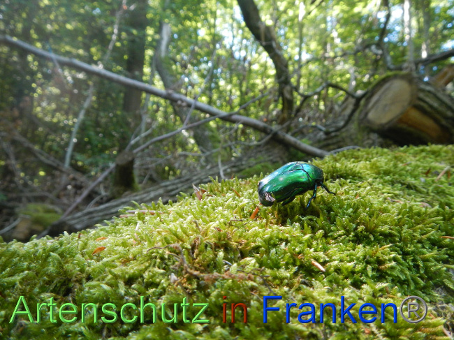© Artenschutz in Franken® Bild zum Eintrag (1071273-160)