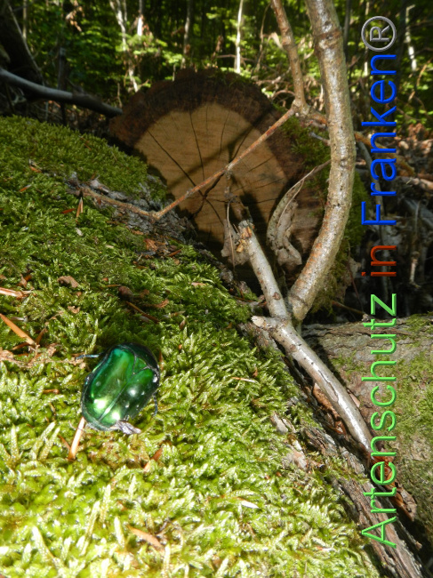 © Artenschutz in Franken® Bild zum Eintrag (1071274-160)