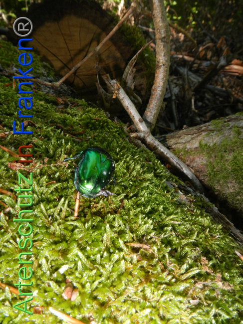 © Artenschutz in Franken® Bild zum Eintrag (1071278-160)