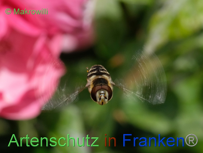© Artenschutz in Franken® / Makrowilli Bild zum Eintrag (1071730-160)