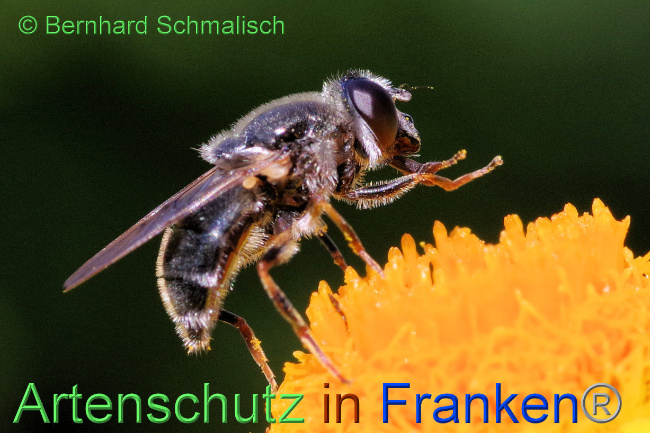 © Artenschutz in Franken® / Bernhard Schmalisch Bild zum Eintrag (1071740-160)