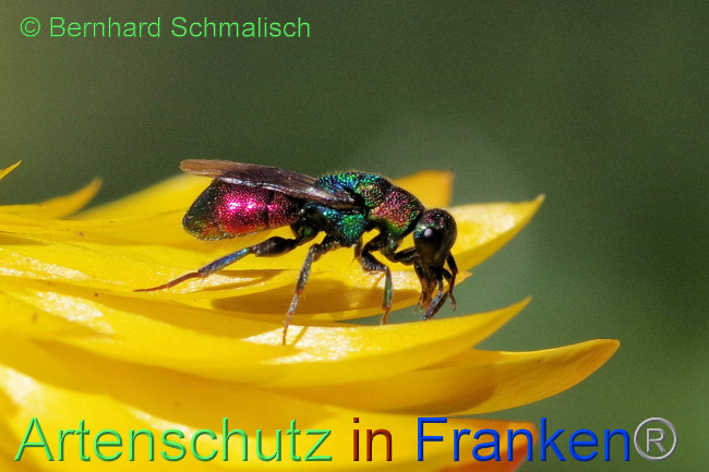 © Artenschutz in Franken® / Bernhard Schmalisch Bild zum Eintrag (1071747-160)
