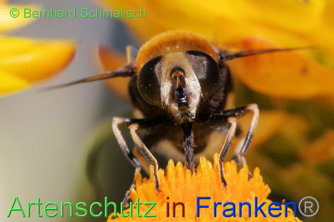 © Artenschutz in Franken® / Bernhard Schmalisch Bild zum Eintrag (1071753-160)