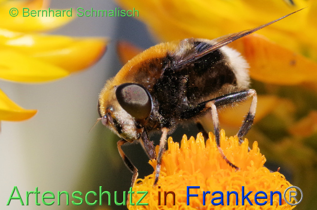 © Artenschutz in Franken® / Bernhard Schmalisch Bild zum Eintrag (1071754-160)
