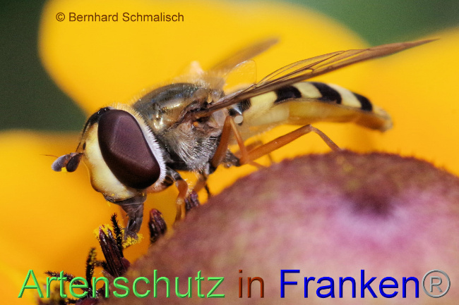 © Artenschutz in Franken® / Bernhard Schmalisch Bild zum Eintrag (1071826-160)