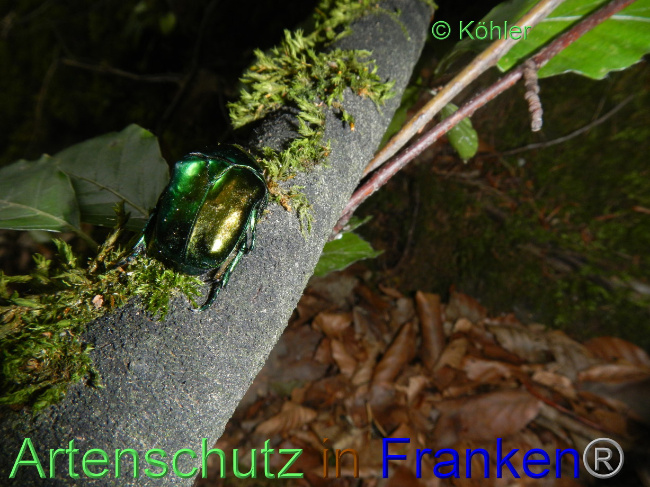 © Artenschutz in Franken® Bild zum Eintrag (1071841-160)