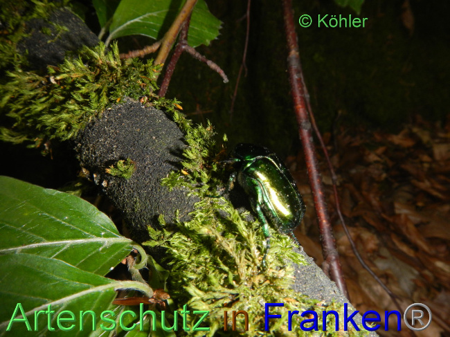 © Artenschutz in Franken® Bild zum Eintrag (1071842-160)