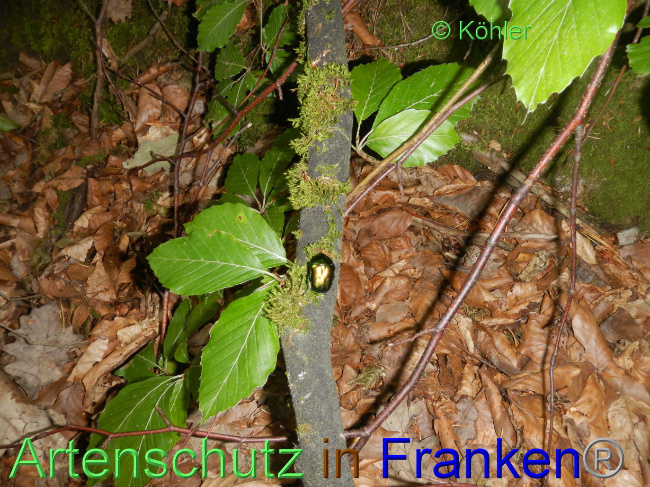 © Artenschutz in Franken® Bild zum Eintrag (1071843-160)