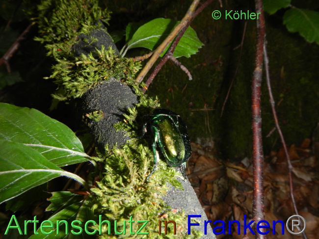 © Artenschutz in Franken® Bild zum Eintrag (1071845-160)