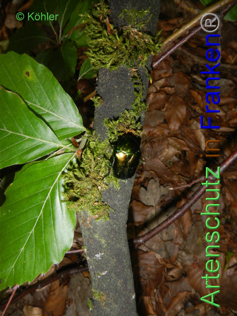 © Artenschutz in Franken® Bild zum Eintrag (1071846-160)