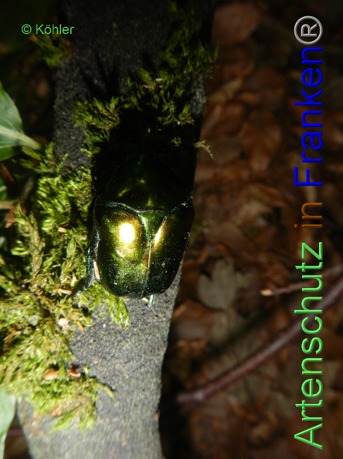 © Artenschutz in Franken® Bild zum Eintrag (1071850-160)
