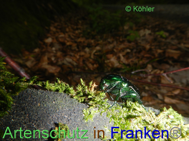 © Artenschutz in Franken® Bild zum Eintrag (1071851-160)