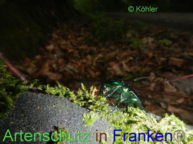 © Artenschutz in Franken® Bild zum Eintrag (1071854-160)