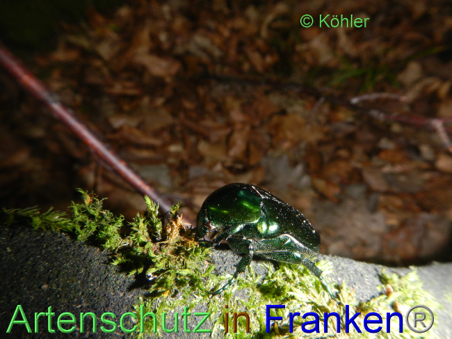 © Artenschutz in Franken® Bild zum Eintrag (1071855-160)