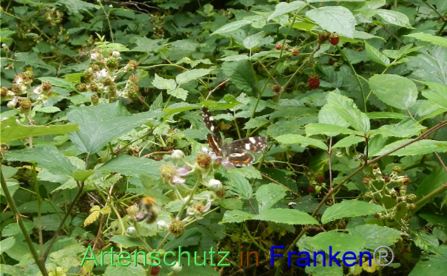 © Artenschutz in Franken® Bild zum Eintrag (1071887-160)