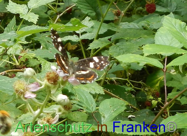 © Artenschutz in Franken® Bild zum Eintrag (1071889-160)