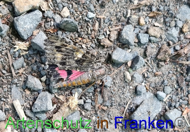 © Artenschutz in Franken® Bild zum Eintrag (1071895-160)