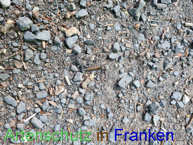 © Artenschutz in Franken® Bild zum Eintrag (1071896-160)