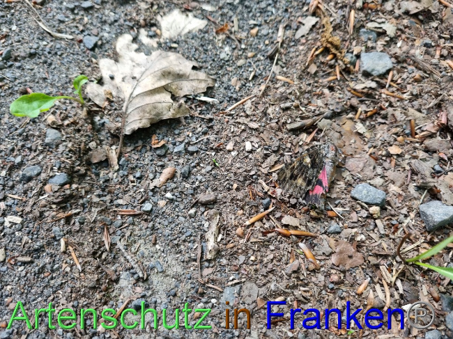 © Artenschutz in Franken® Bild zum Eintrag (1071897-160)