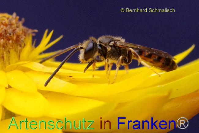 © Artenschutz in Franken® / Bernhard Schmalisch Bild zum Eintrag (1072034-160)