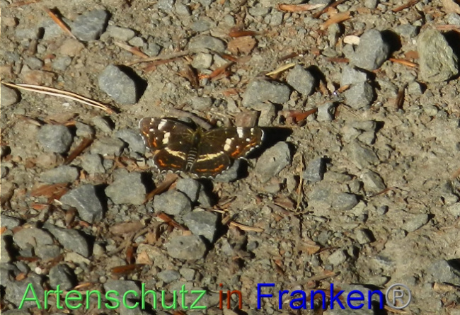 © Artenschutz in Franken® / Daniela Malik Bild zum Eintrag (1072054-160)