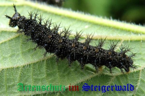 Copyright AiS / 2009 Albert Meier Bild zum Eintrag (1072057-160)