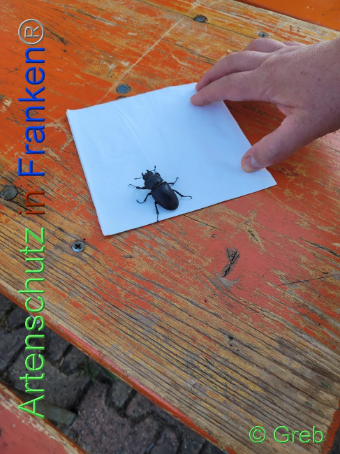 © Artenschutz in Franken® / Volkmar Greb Bild zum Eintrag (1072110-160)